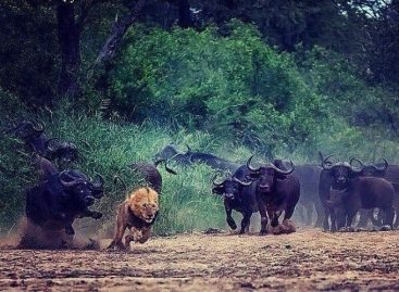 uno contro tutti5.jpg